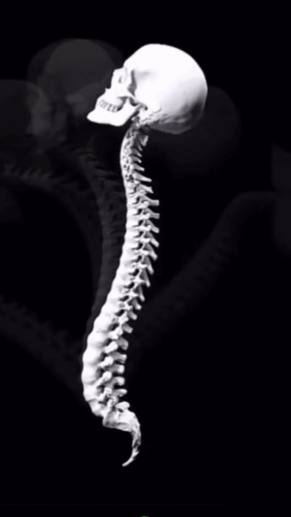 骨の動き